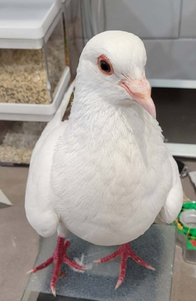 Available & Adopted Birds | Palomacy Pigeon & Dove Adoptions
