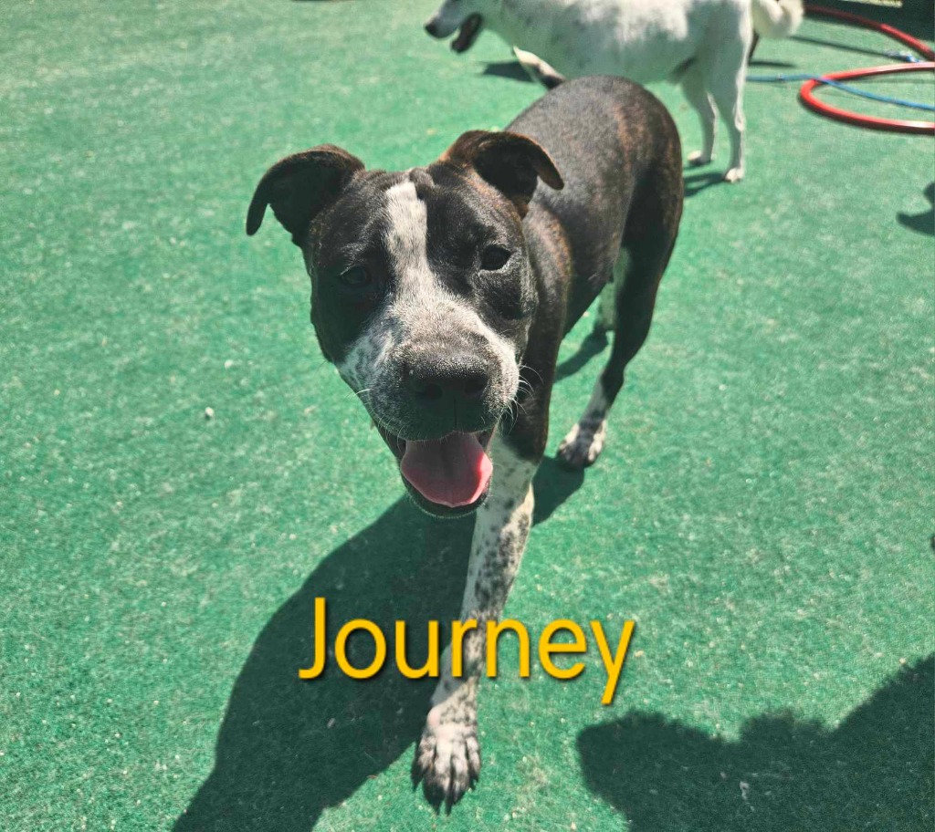 A photo of Journey