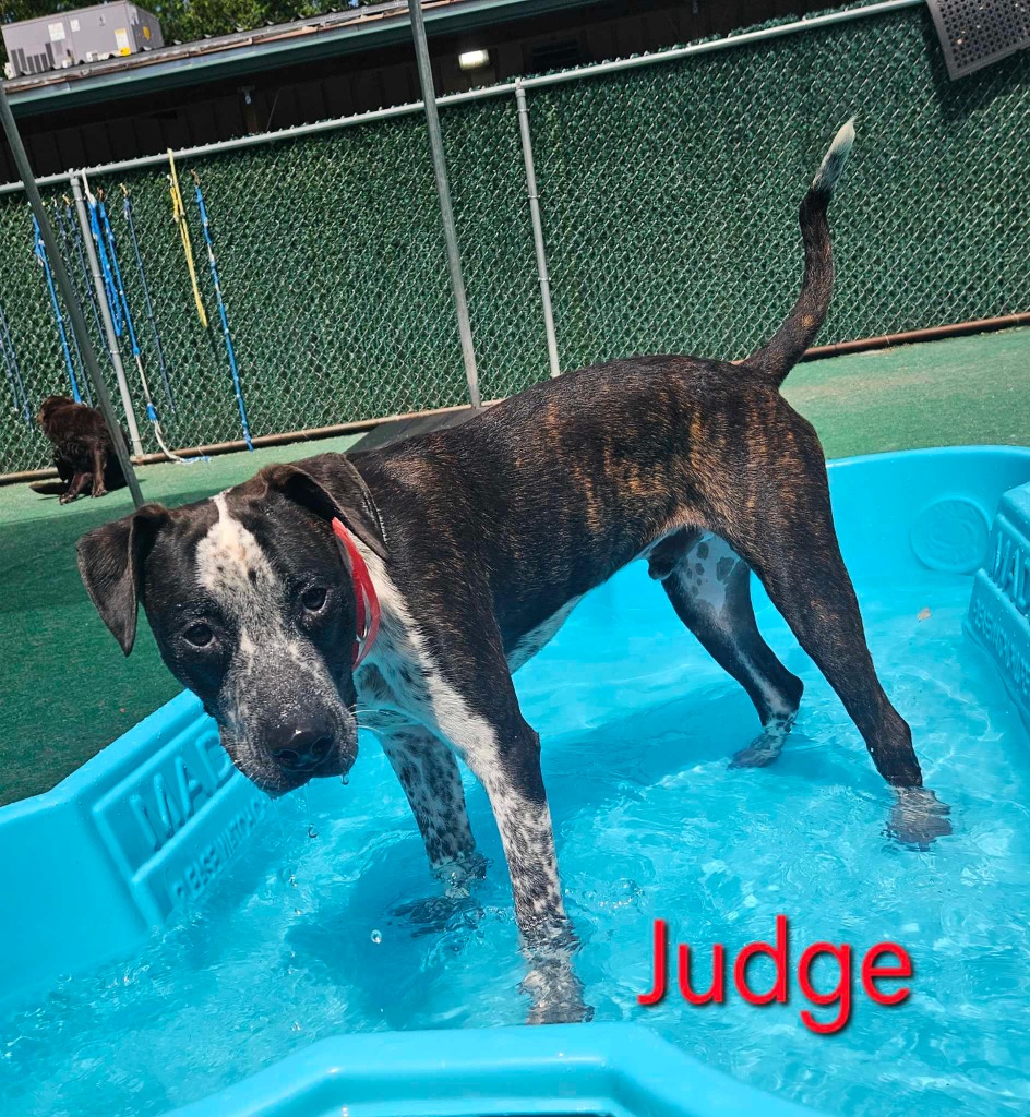 A photo of Judge