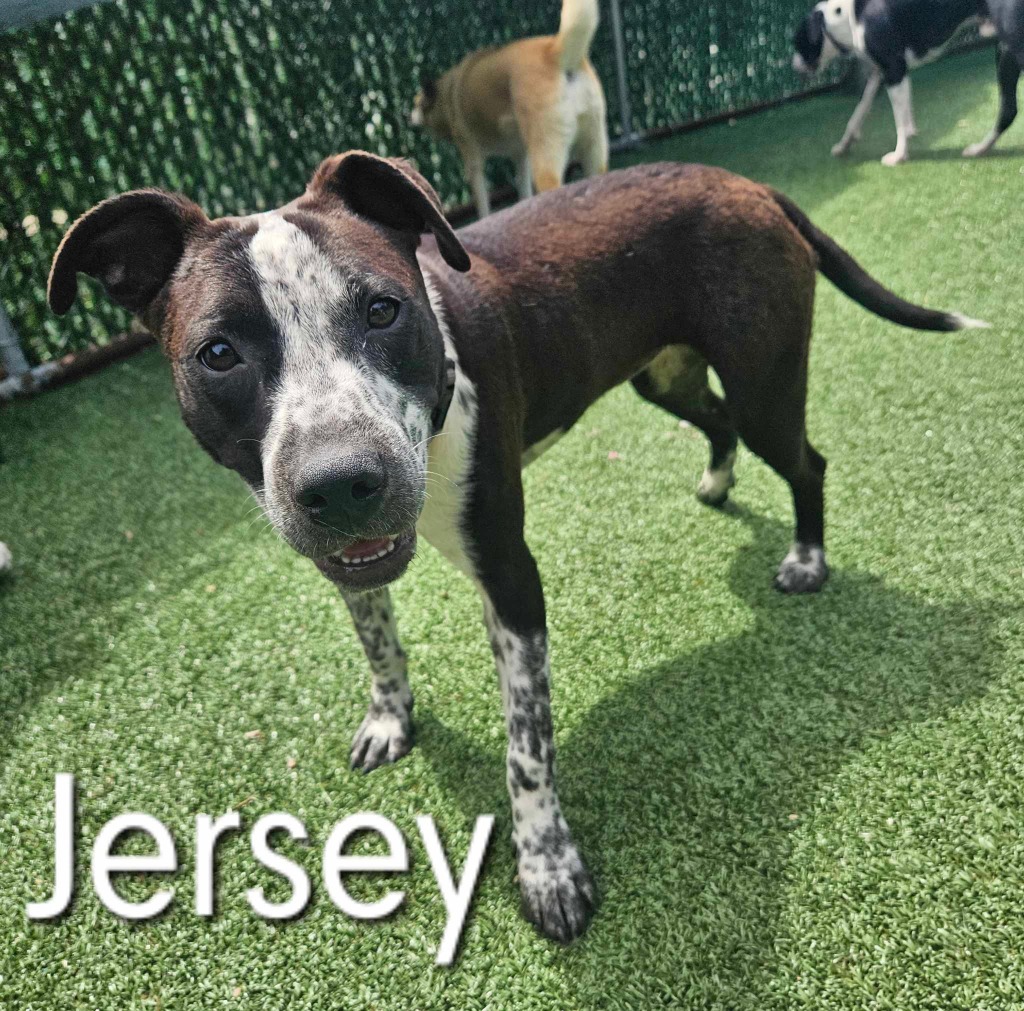 A photo of Jersey Girl