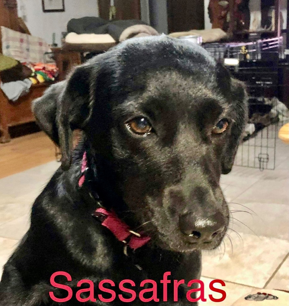 A photo of Sassafras
