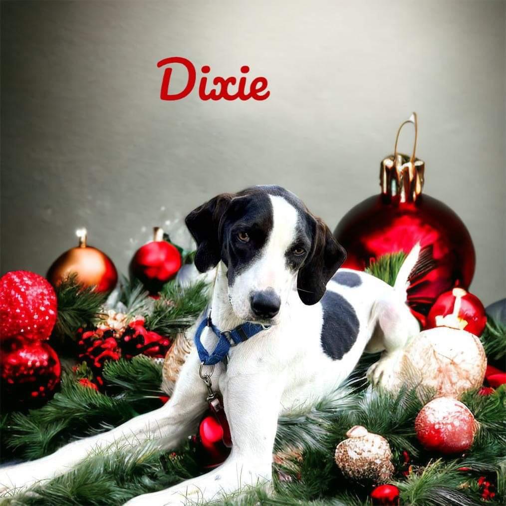 A photo of Dixie