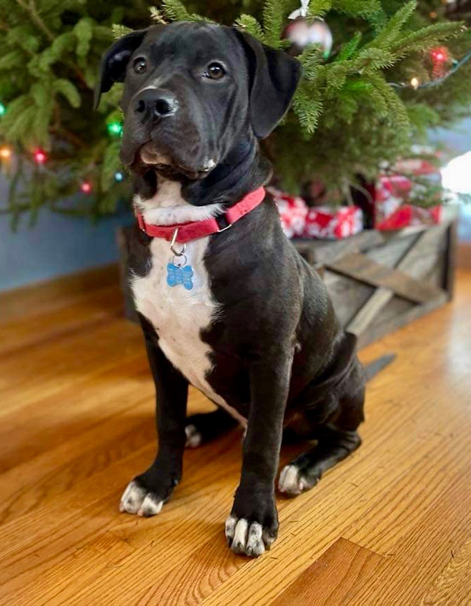 A photo of Shadow Luna -Local Foster Home