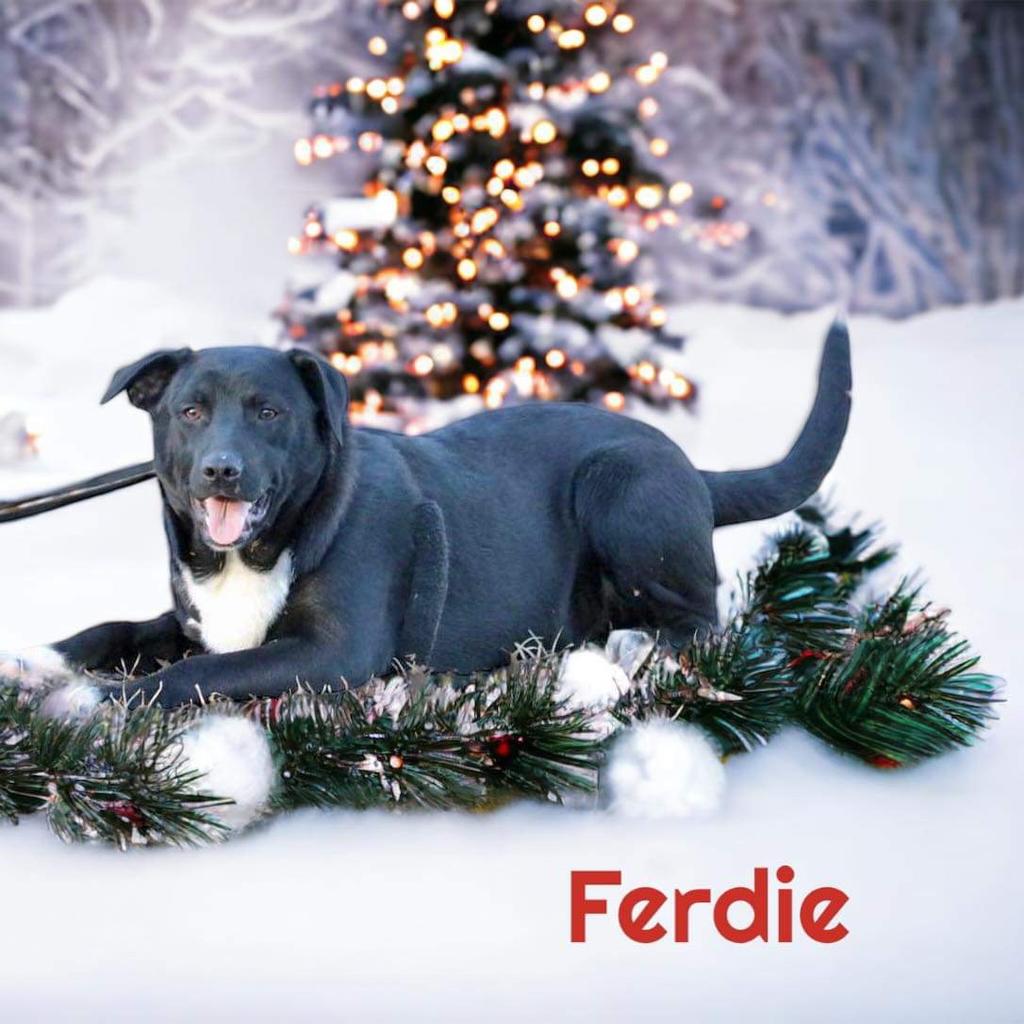 A photo of Ferdie-Local Guy