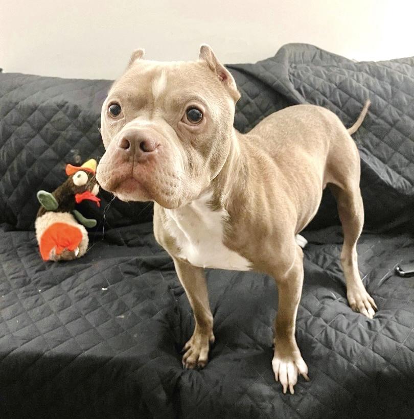A photo of Peanut Pittie Butter