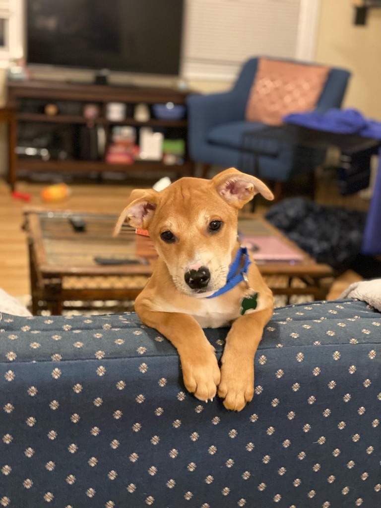A photo of Rudolph - New England Foster