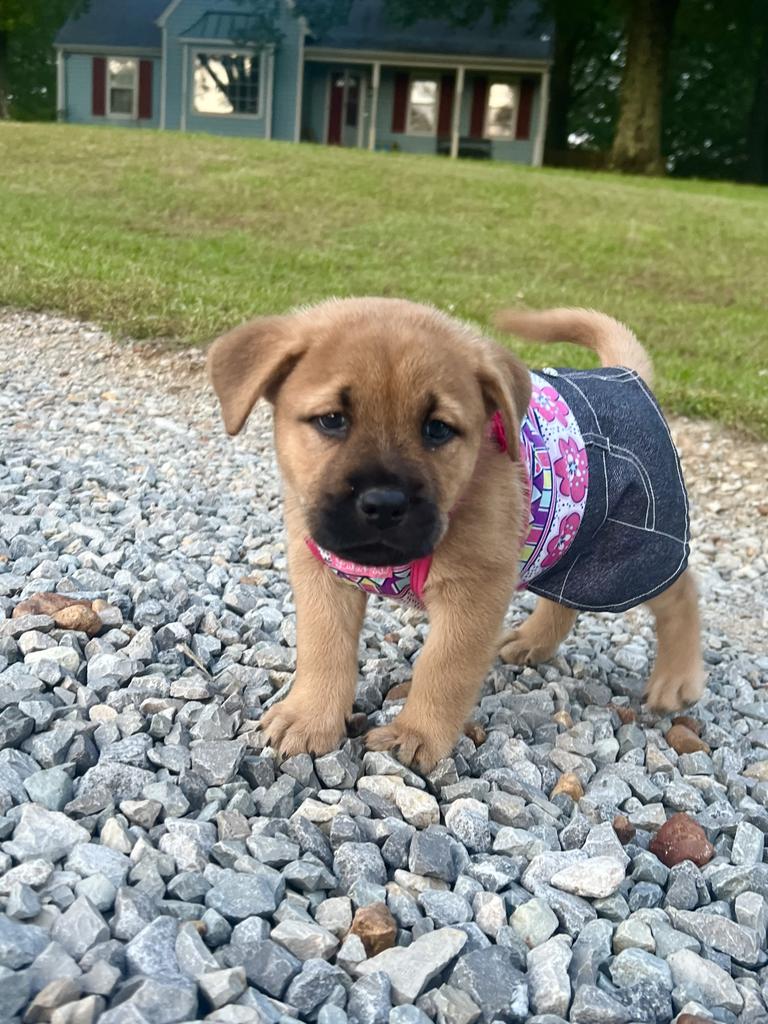 A photo of Butterscotch Baby Chow