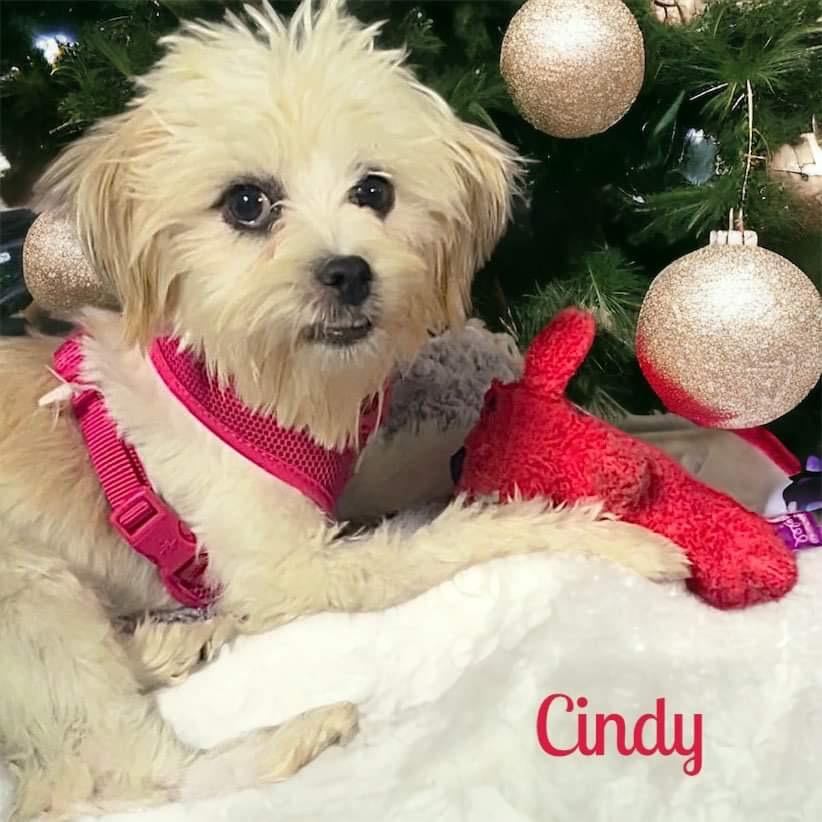 A photo of Cindy-NOW LOCAL