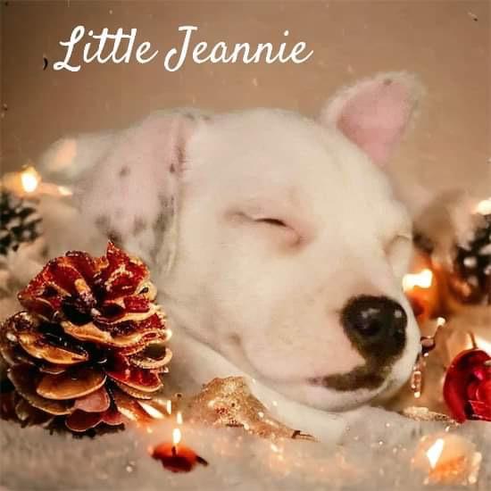 A photo of Little Jeannie - Local