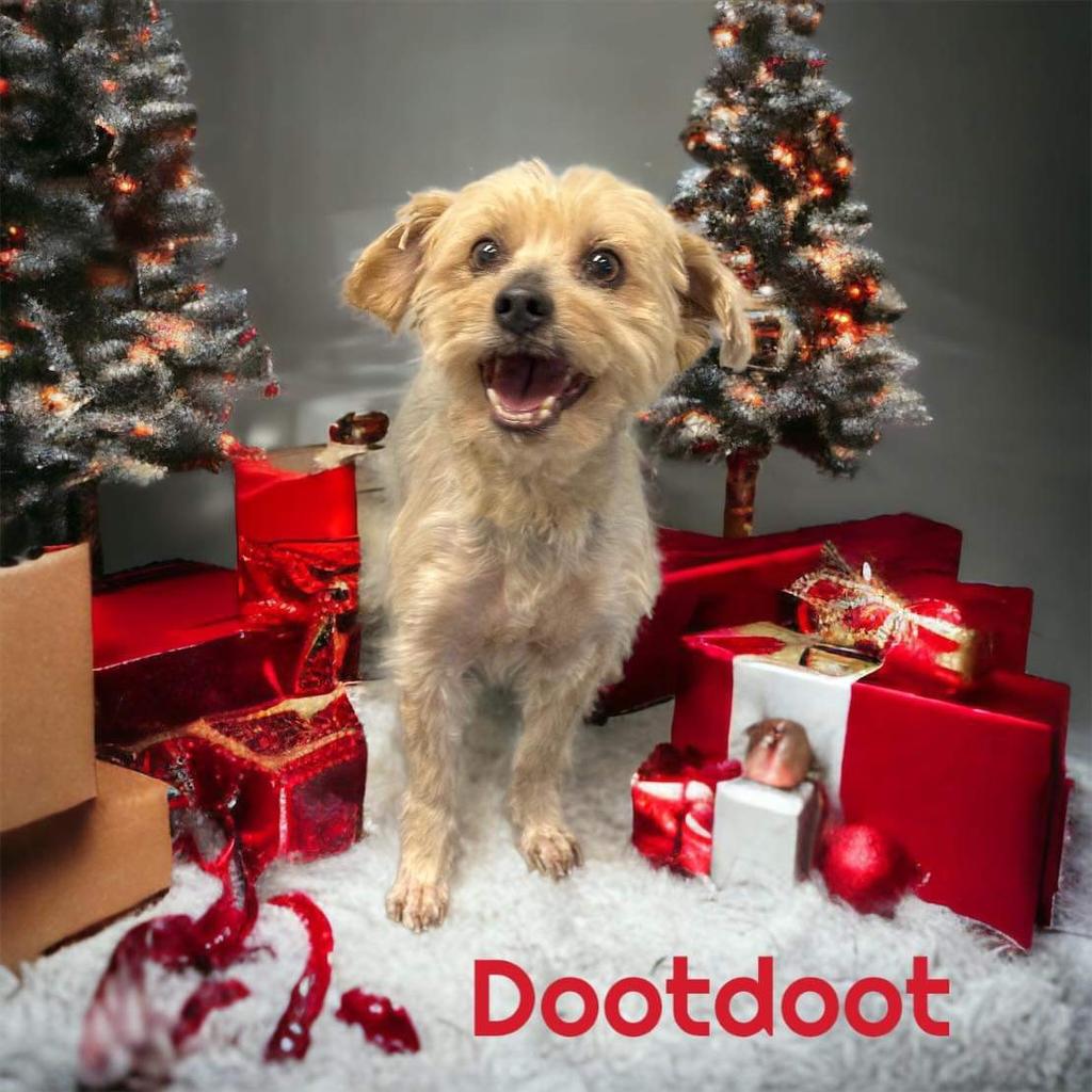 A photo of Dootdoot