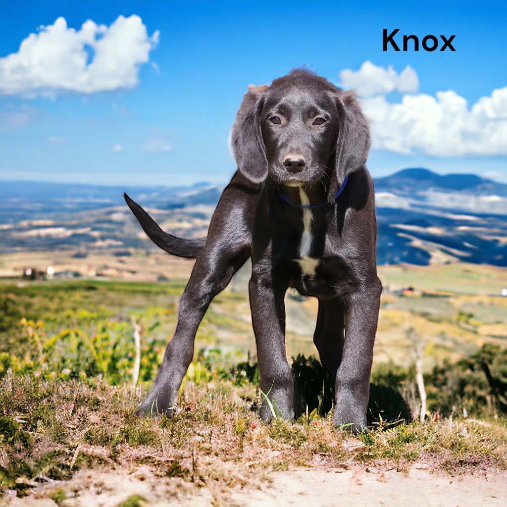 A photo of Knox