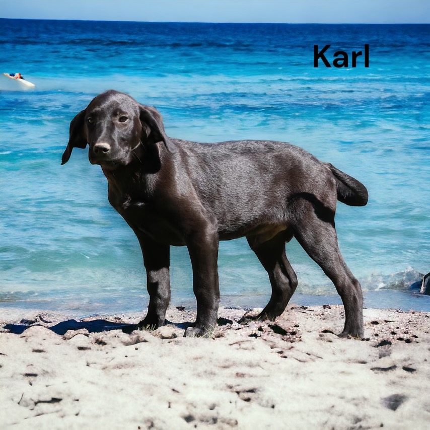 A photo of Karl