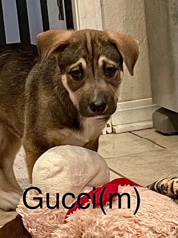 A photo of Gucci