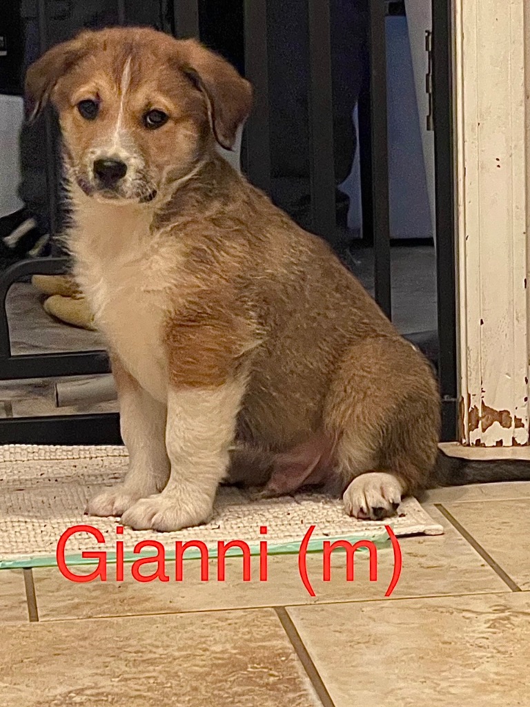 A photo of Gianni