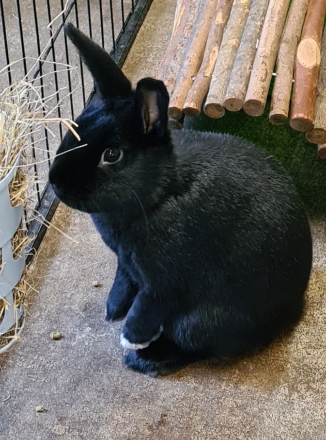 A Picture of McBunny